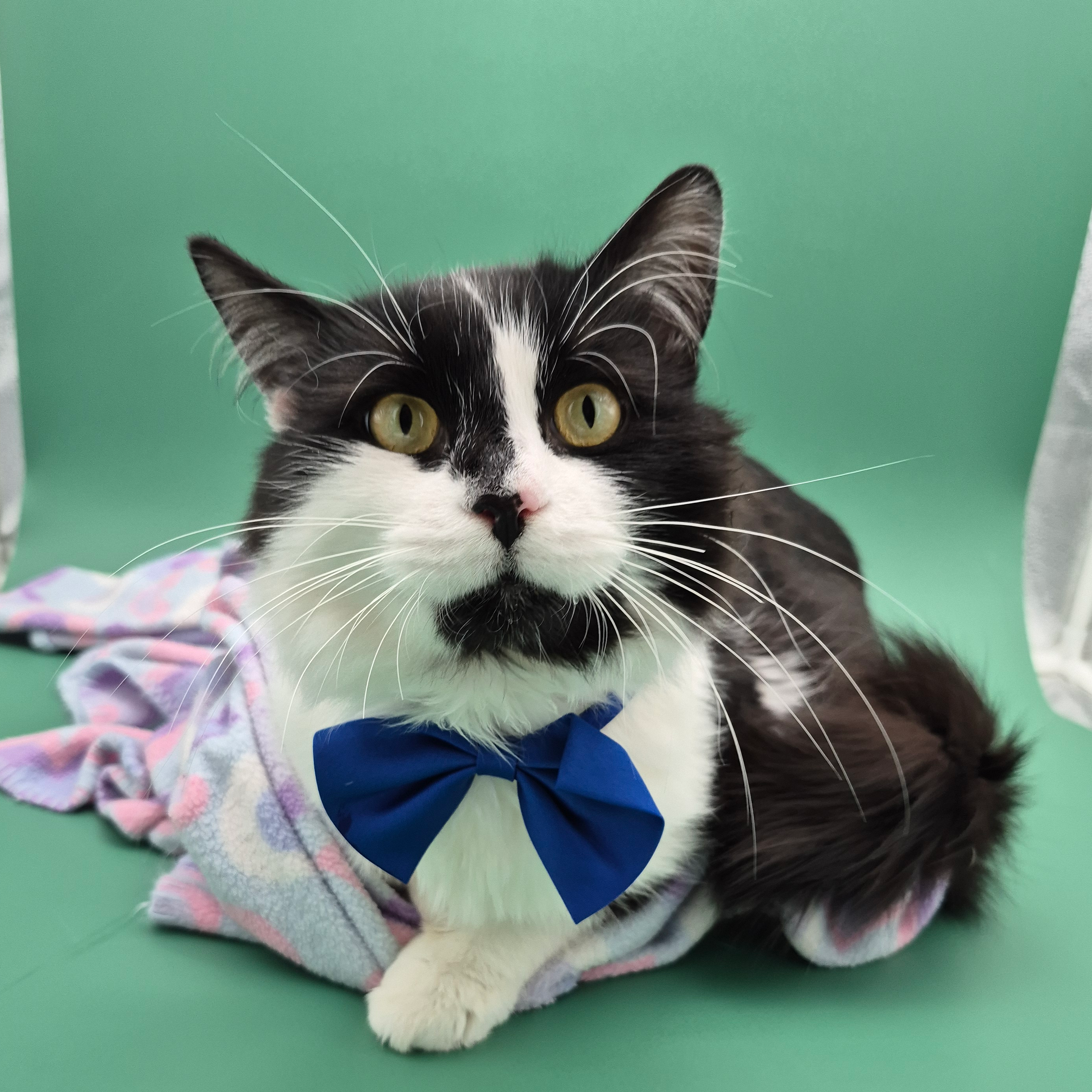 Roméo - Chats - Adoption - SPA Mauricie