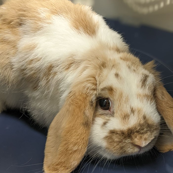 Lapin