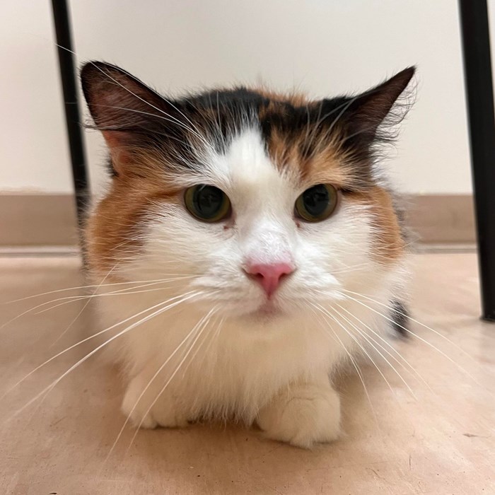 Padmé