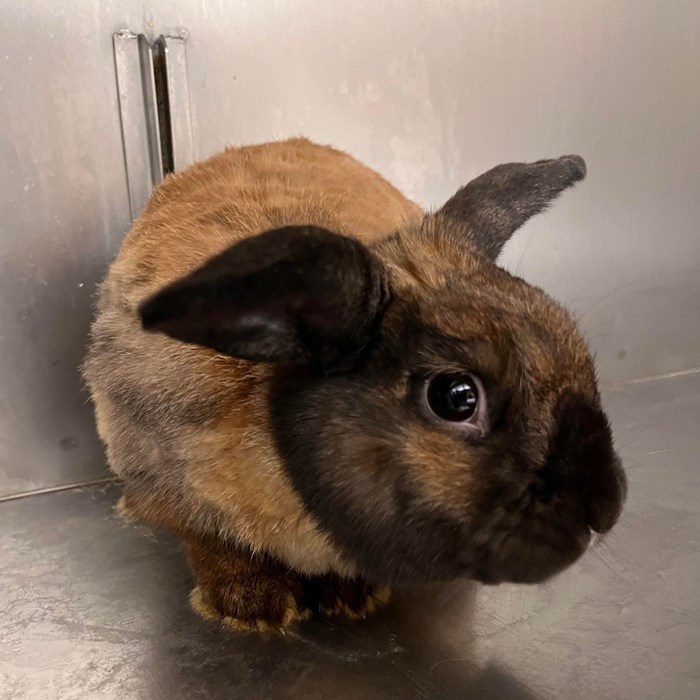 Flopsy