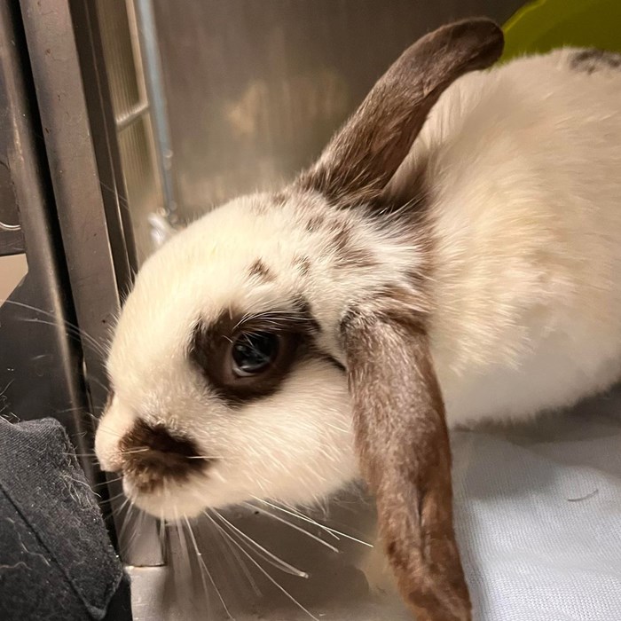 Mopsy