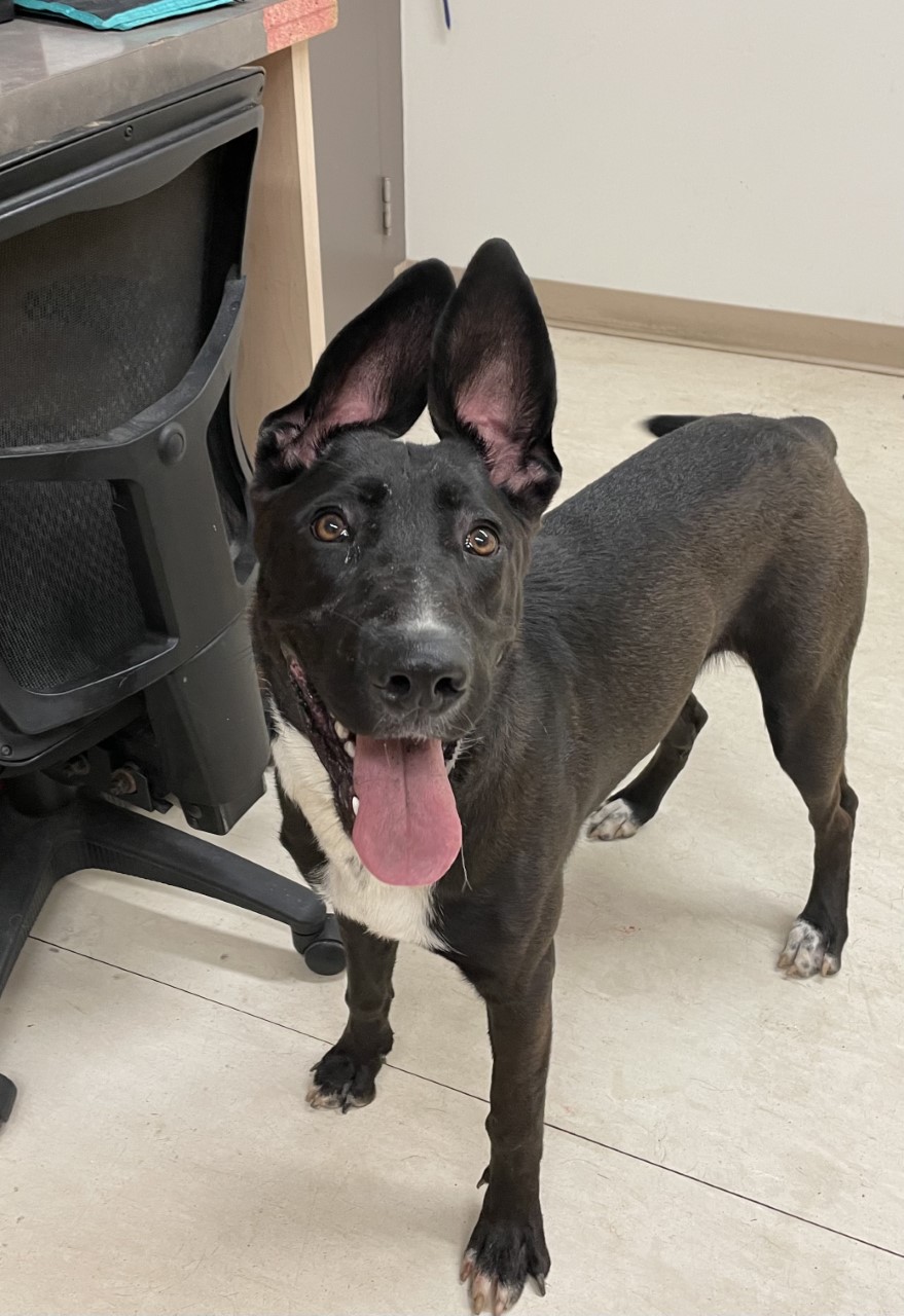 Chiens Adoption SPA Mauricie