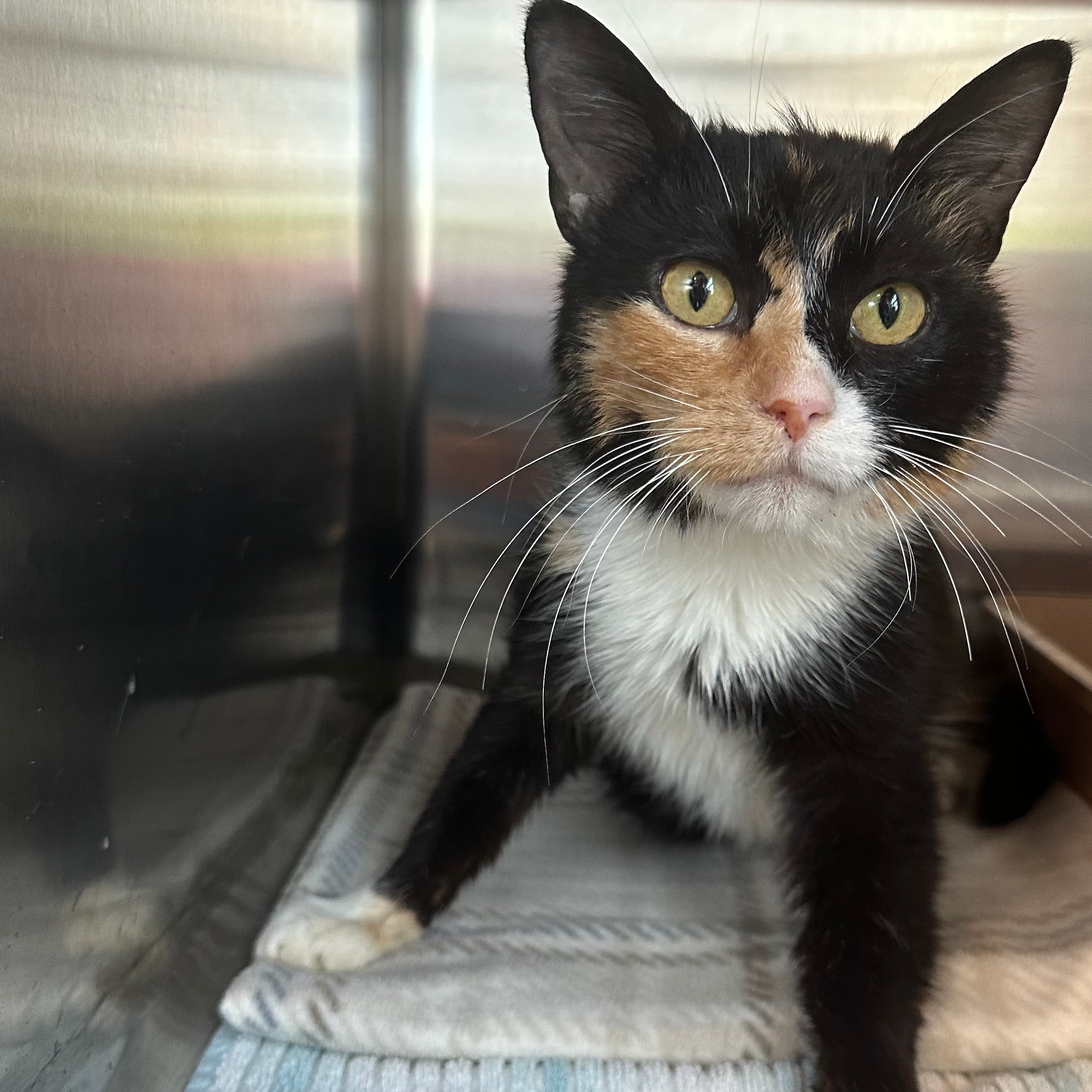 Chats - Adoption - SPA Mauricie