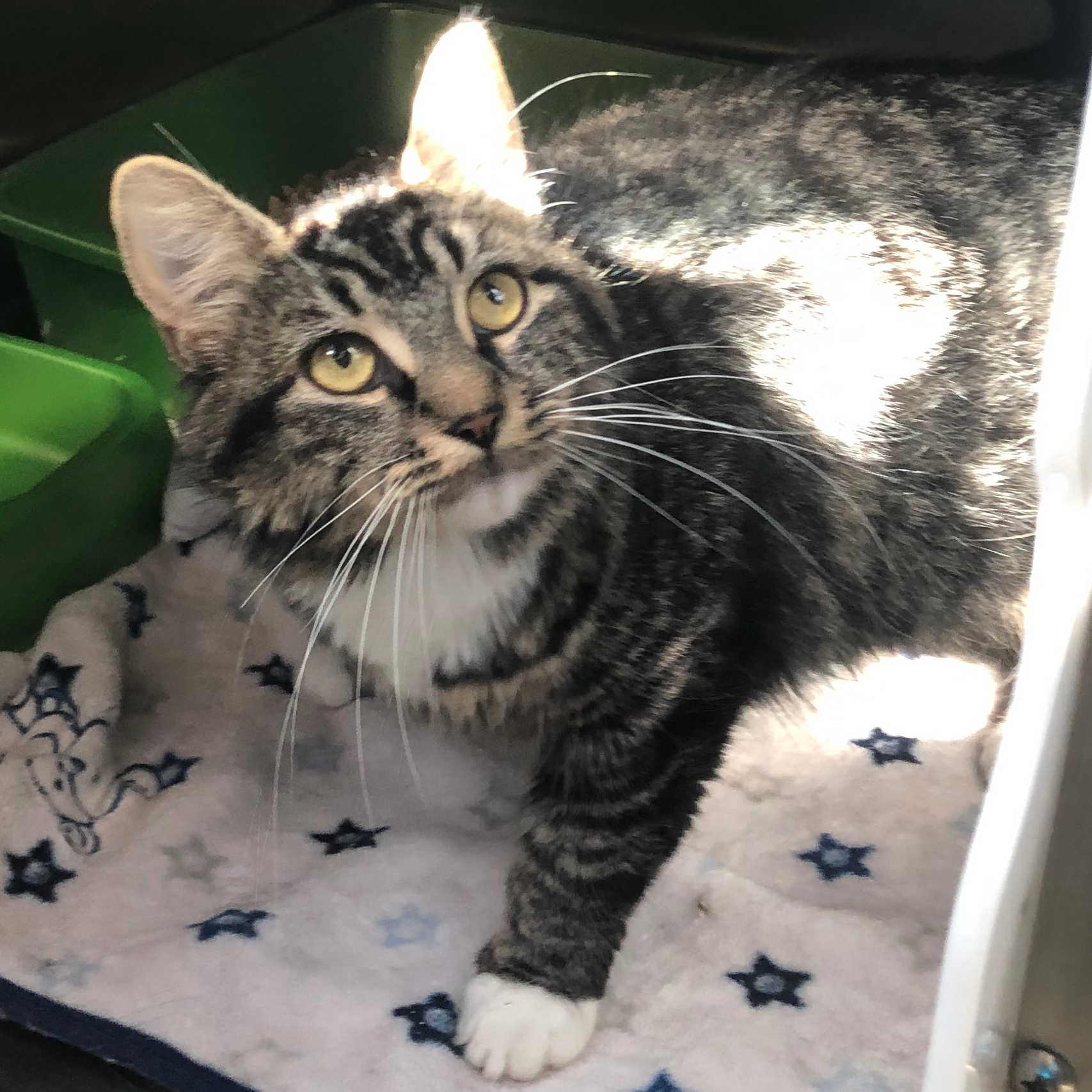 Chats - Adoption - SPA Mauricie