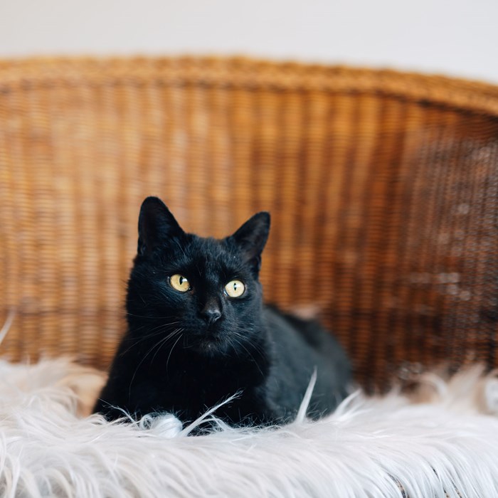 Nyx