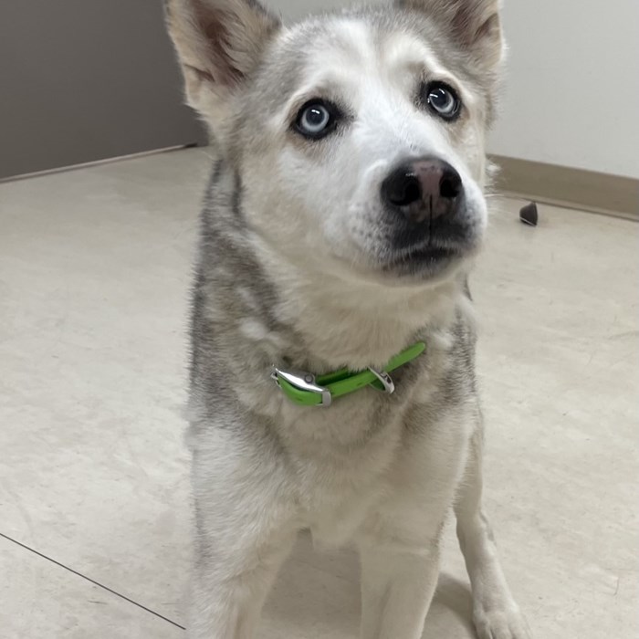 Maya