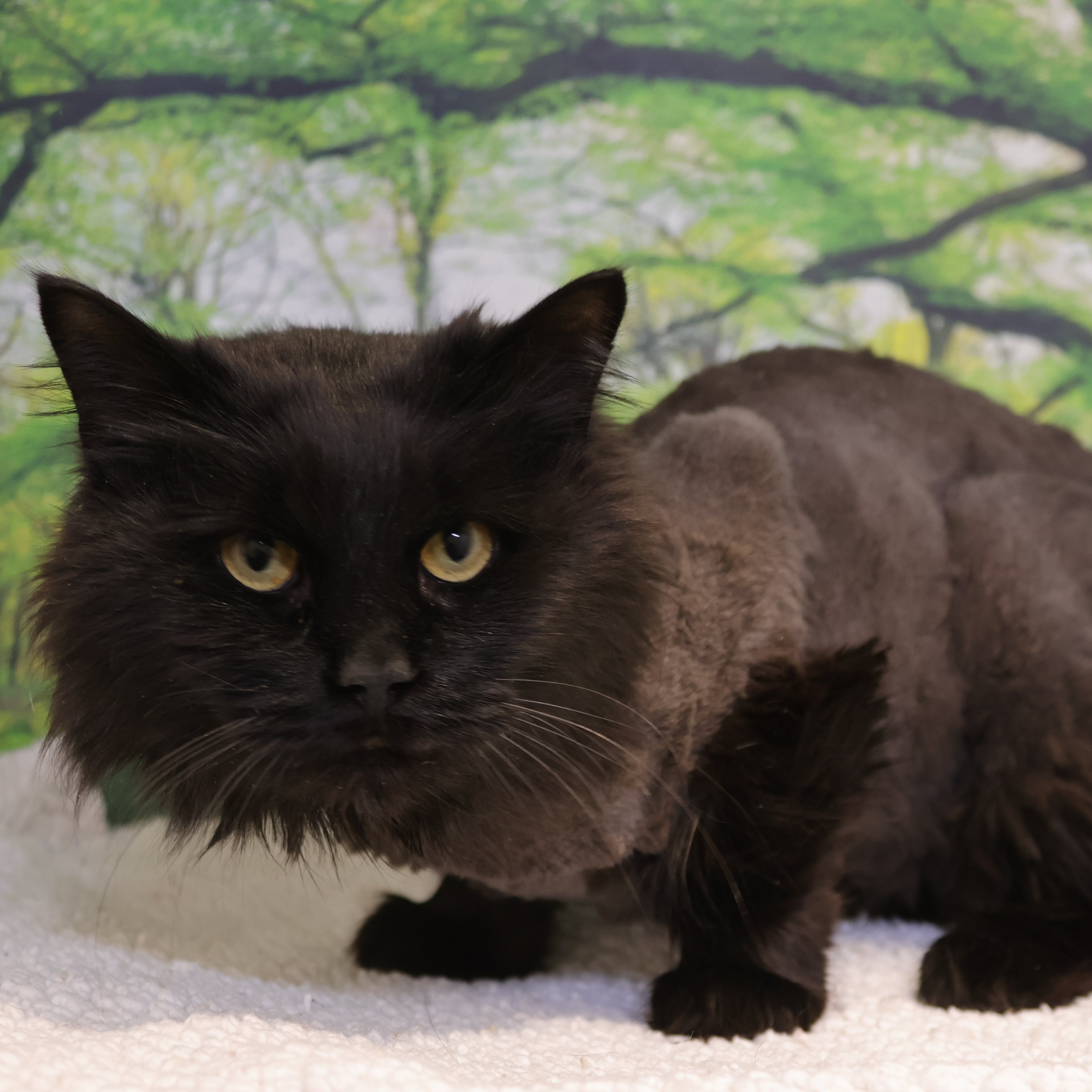 Refuge Pour Chats En Mauricie: Refuge Crm Chats – DYKOT