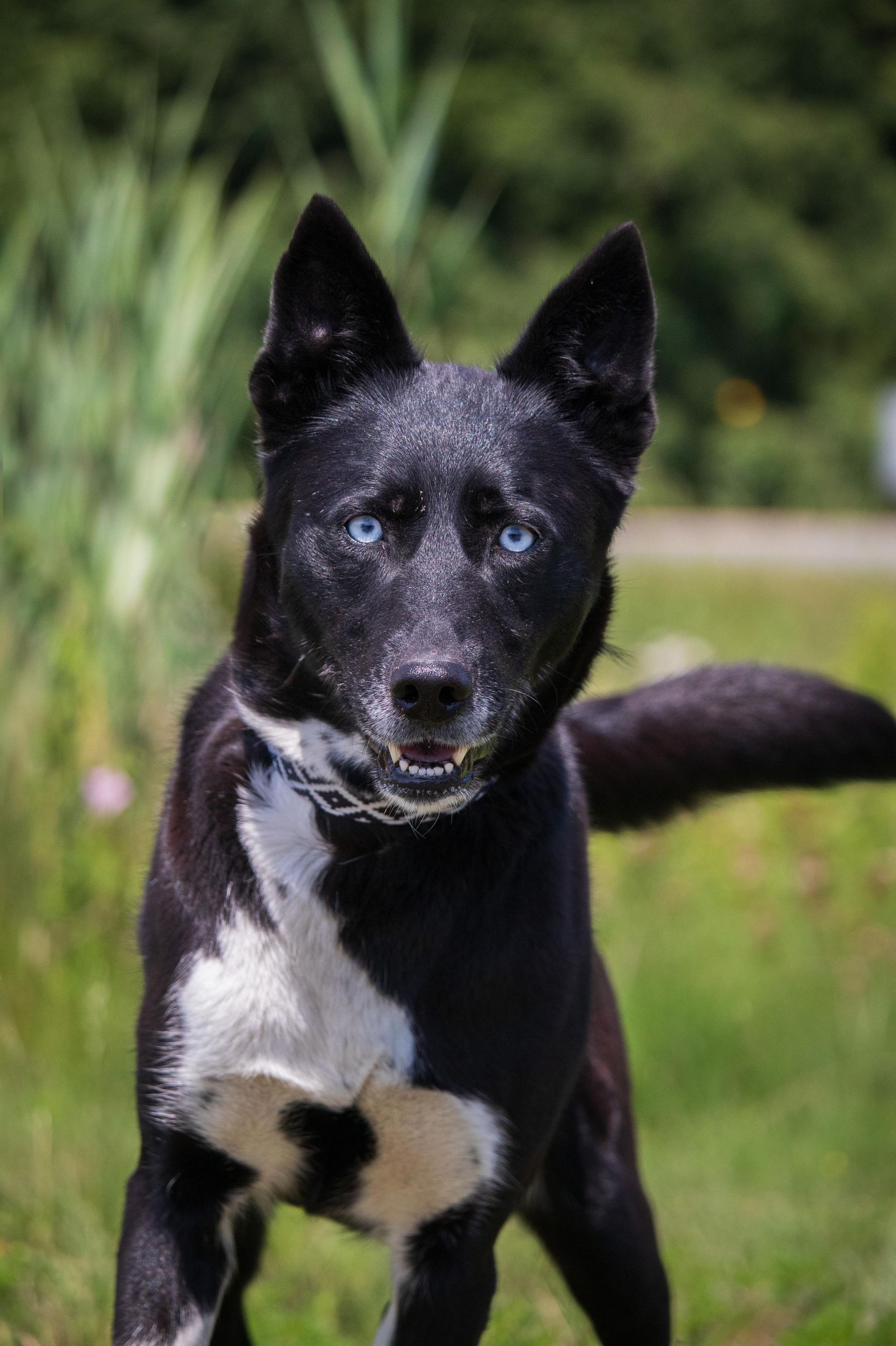 Chiens - Adoption - SPA Mauricie