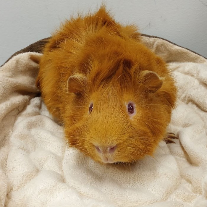 Archie