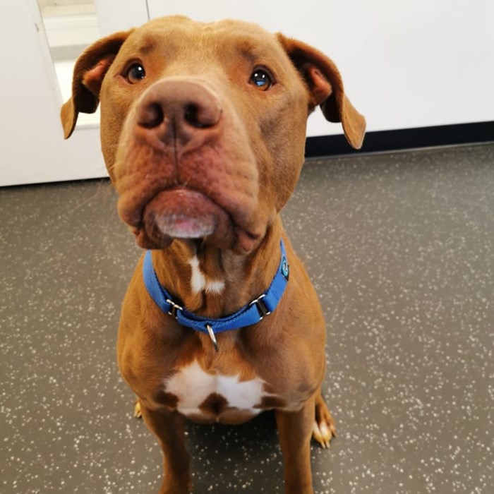 Scooby-Doo
