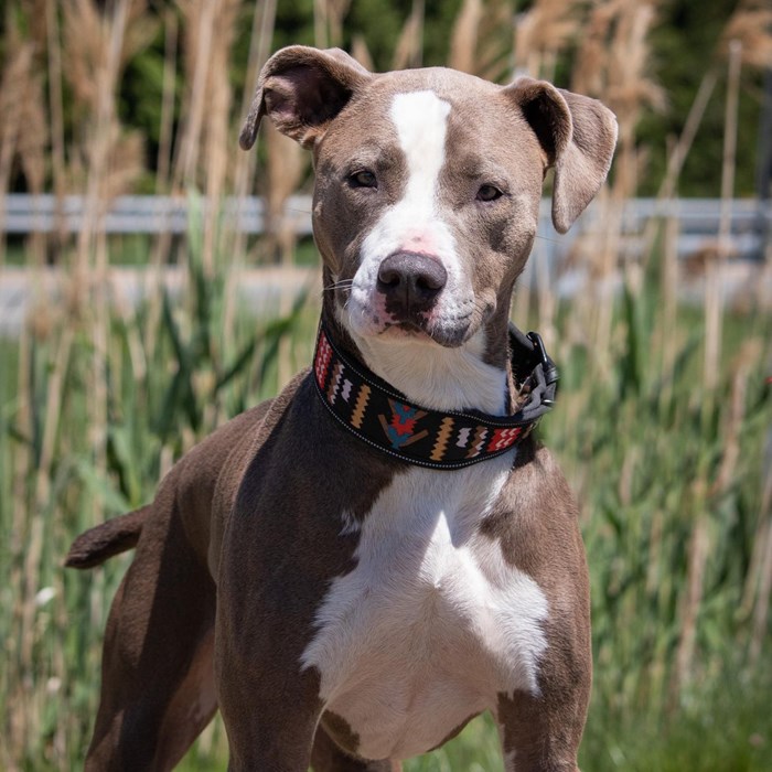 Taz