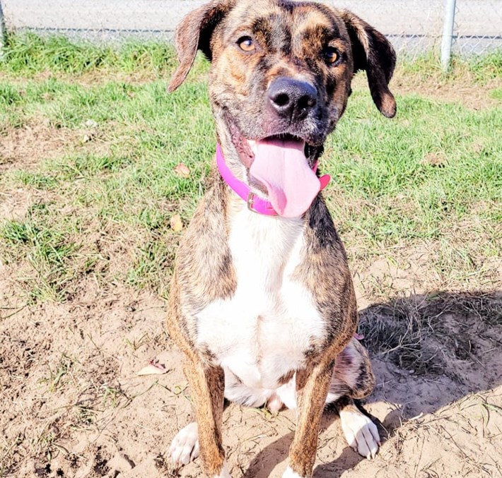 Chiens Adoption Spa Mauricie Chiens Adoption Spa Mauricie